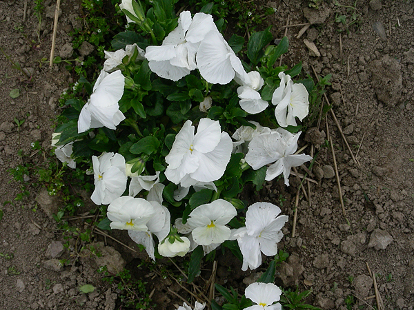 pansy in flower